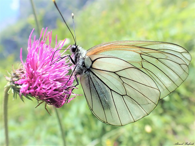 Butterfly 2206