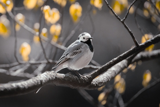 White Wagtail, Oslo (06.05.23)