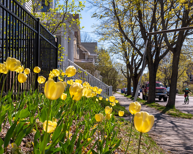 Yellow Tulips on Pleasant Avenue Springtime