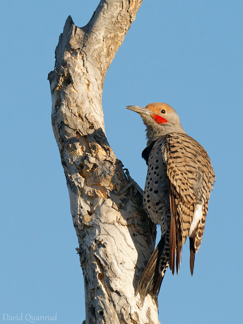 43202 Red-shafted Flicker (m)