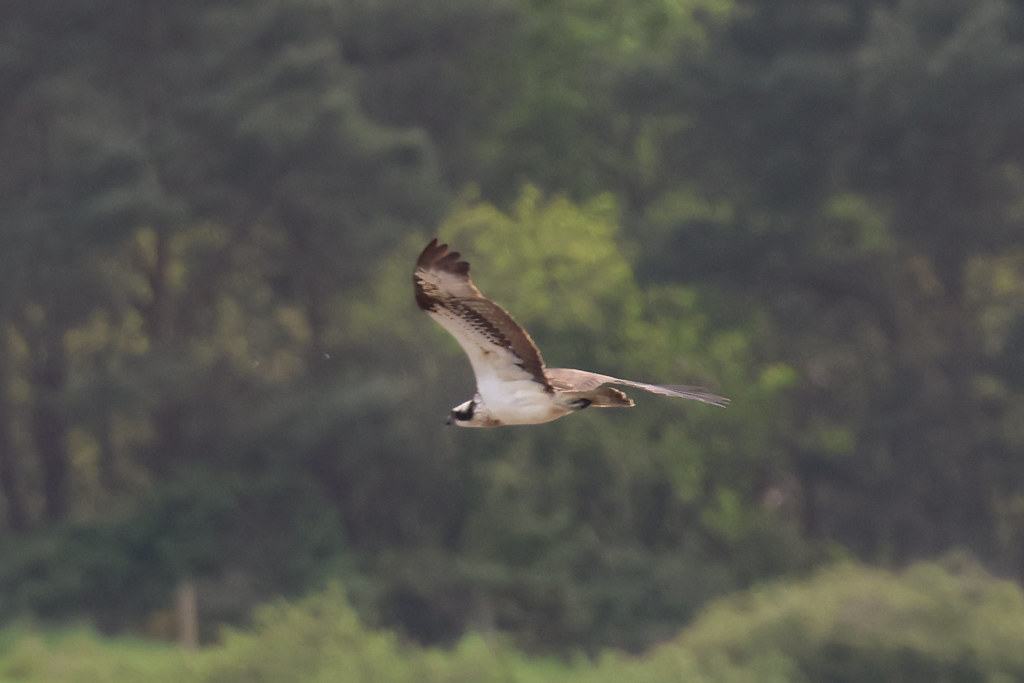 Osprey [Adult] | Taken at Arne RSPB, Dorset on 10th May 2023 ...