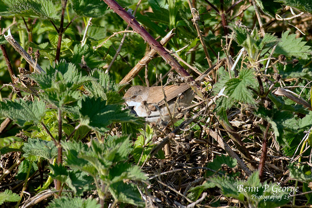 GREATER-WHITETHROAT-1-5-23-FERRY-MEADOWS-(2)