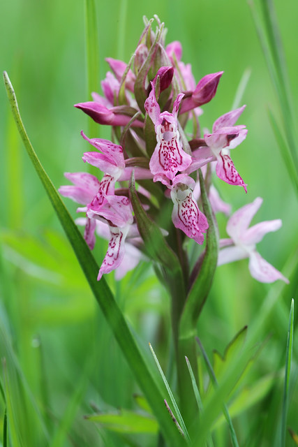 The Early Marsh-orchid {EXPLORED 14.05.2023} Thank you for your visit, favs & comments