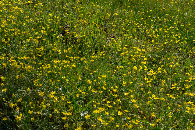 Yellow buttercups everywhere