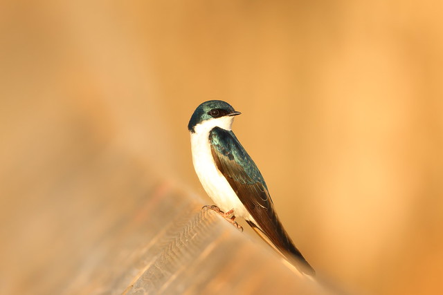 Hirondelle bicolore, Tree swallow