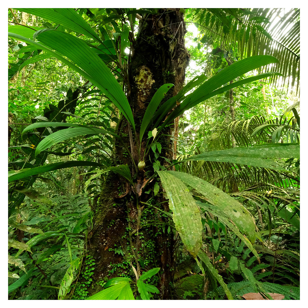 Rainforest 16542-230321