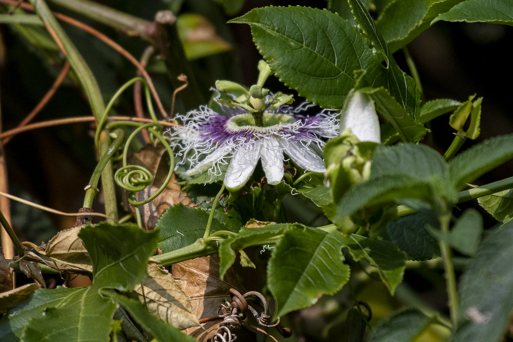 Nilgiris Flora-8 - Passiflora edulis