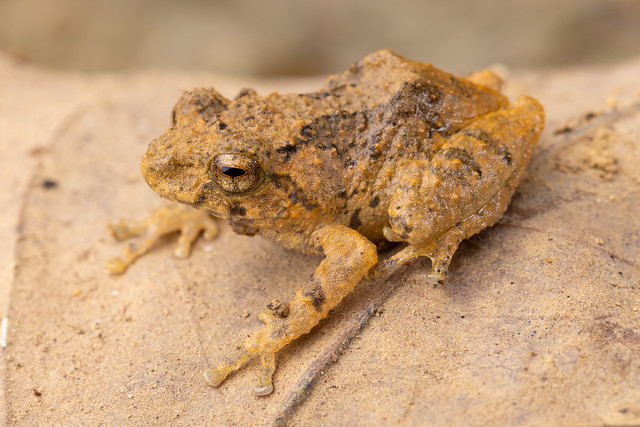 Karin Bubble-nest Frog - Raorchestes parvulus