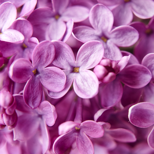 Some Lilacs
