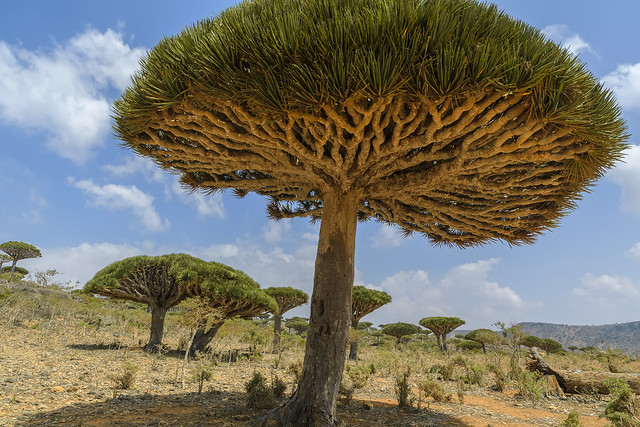 Socotra.