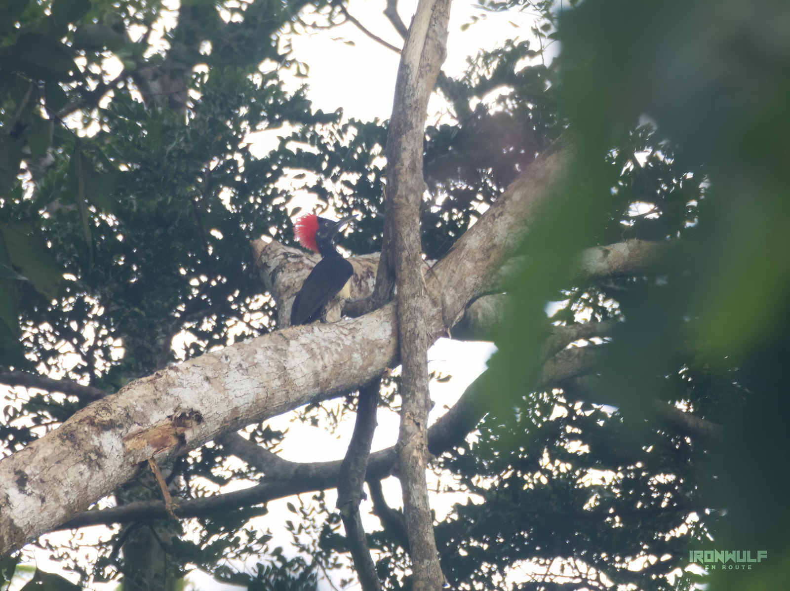 Palawan Flame-backed