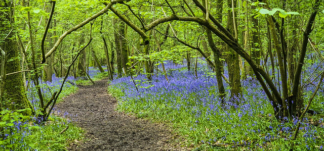 the bluebell path