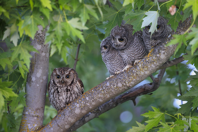 Happy Mother's Day (western screech owls)