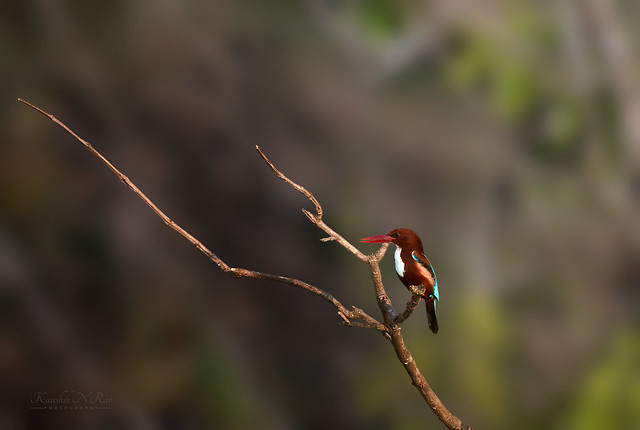 Kingfisher during the sunrise