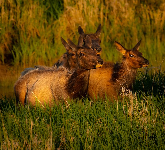 Golden Elk at Golden Hour
