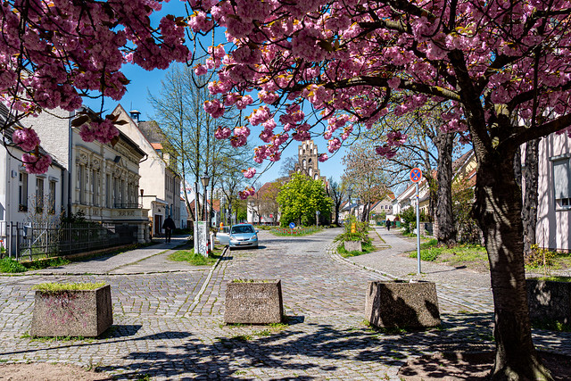 Berlin, Historischer Dorfkern Marzahn: Blick durch die Japanischen Blütenkirschen am Ende der Dorfstraße zur Dorfkirche