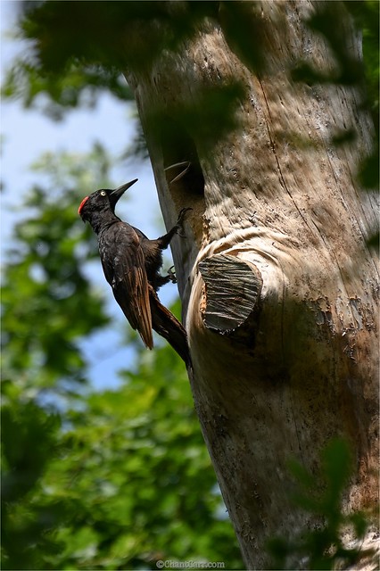 Pic noir - Dryocopus martius - Black Woodpecker