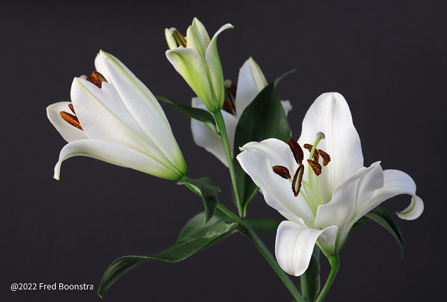 For in the livingroom; this white beauty, “Lilly”