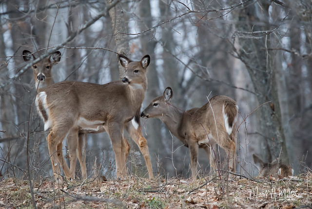 Whitetails in the Woods