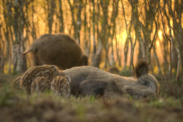 Boars. Feeding time