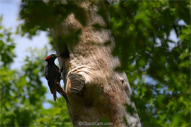 Pic noir - Dryocopus martius - Black Woodpecker