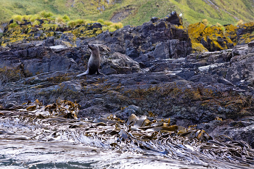 fur seal on rock with kelp