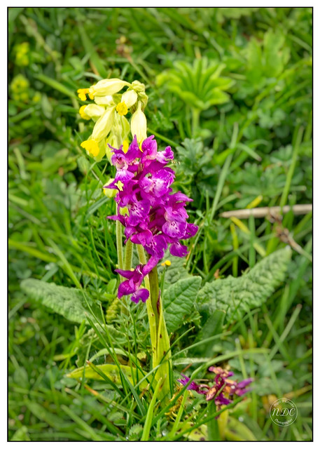 Green Winged Orchid and Primrose