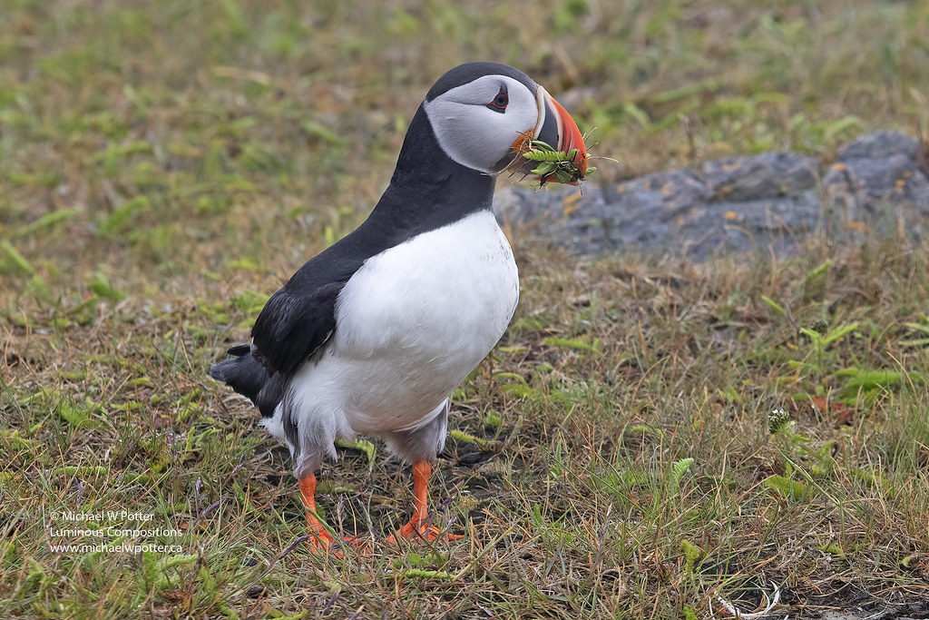 Atlantic Puffin with nest material