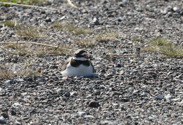 Stor præstekrave (Common Ringed Plover / Charadrius hiaticula)