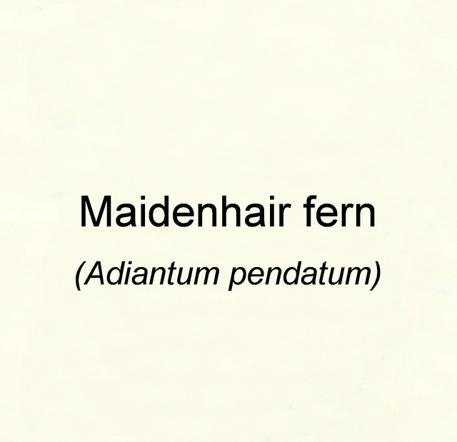 Maidenhair fern (Adiantum pendatum)-00