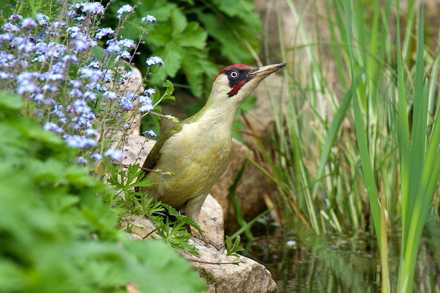 European Green Woodpecker ♂ Picus viridis