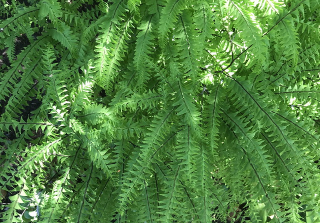 Maidenhair fern (Adiantum pendatum)-02