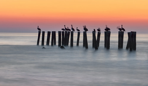 naples old pier florida usa nikon nikond810 joaofigueiredo joaoeduardofigueiredo water sea birds bird pelikan pelikans sunset