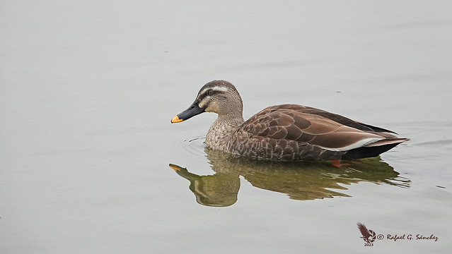 Eastern spot-billed duck  - Canard à bec tacheté - Anade picopinto - Anas poecilorhyncha