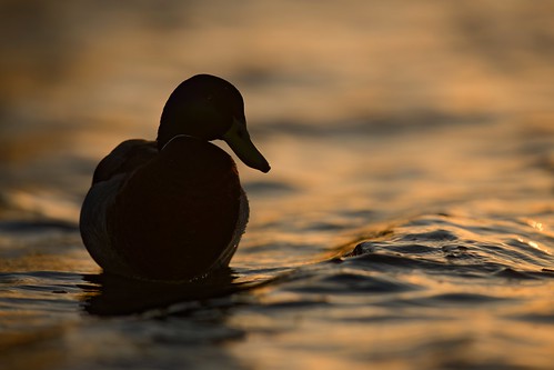 duck drake mallard whitlingham broad norfolk uk nikon d850 400mm f28 sunset