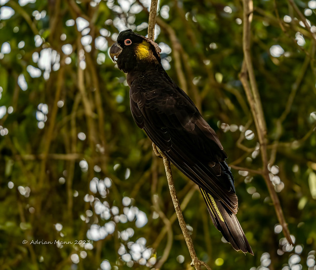 Yellow-Tailed Black Cockatoo-05317