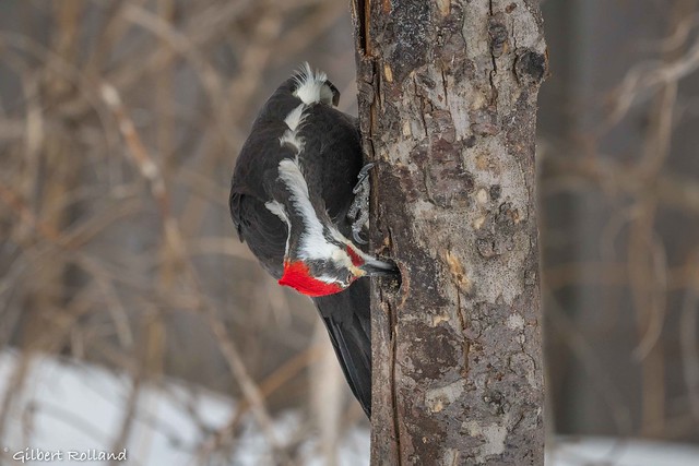 Grand Pic (m) Pileated Woodpecker