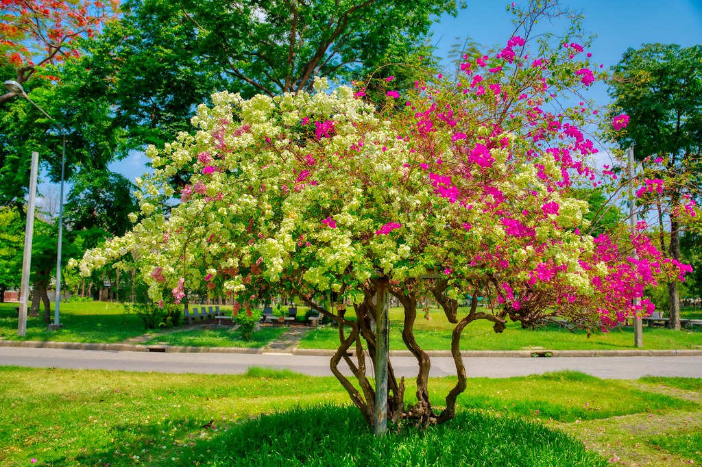 Blossoming Bougainvillea bush in Lumphini Park in Bangkok, Thailand