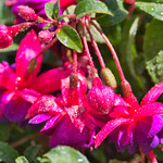Backyard Color Fuchsia growing in our backyard in hopes to attract hummingbirds and just adds nice color to the backyard.