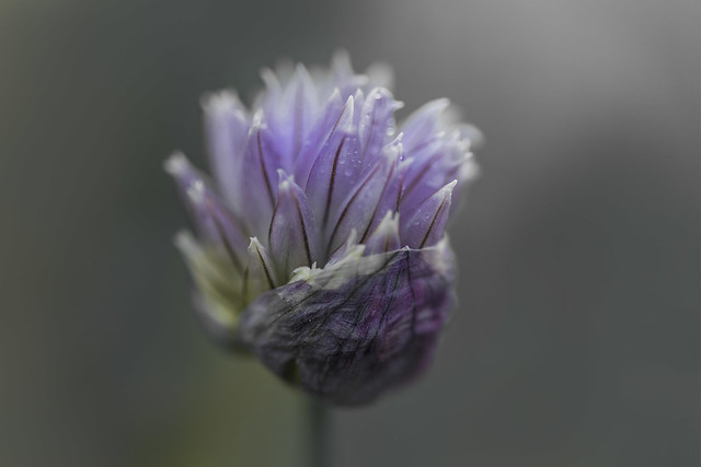 Chive blossom this evening