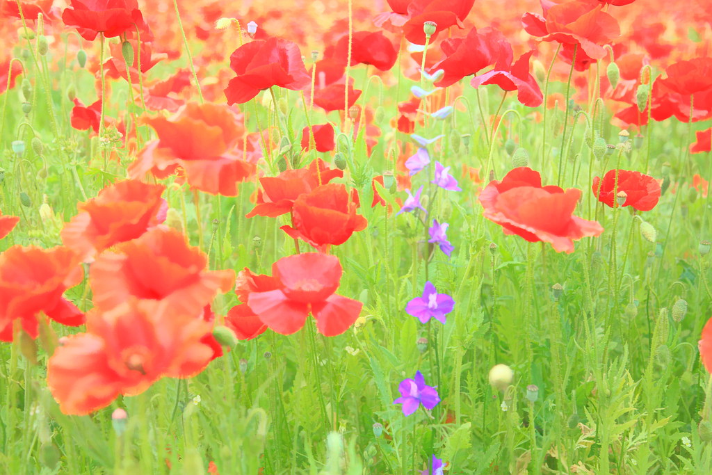 My first field of poppies was glorious.