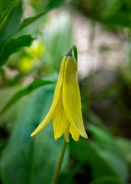 Trout Lilly - 4818