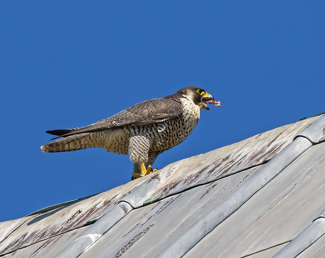 Female Peregrine Falcon juggling a beakful of meat on the nave roof at St Albans Cathedral