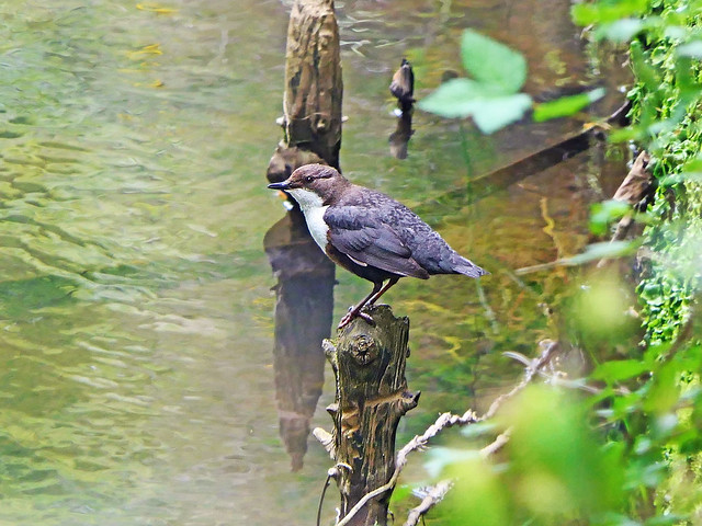 Dipper on the Ceres Burn