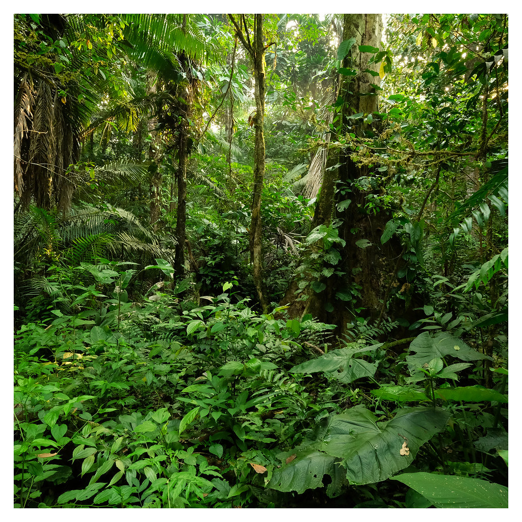 Rainforest 16548-230321