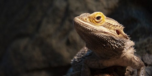 The Central Bearded Dragon