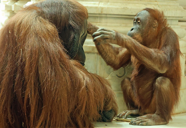 Sumatran orangutan Ujian ans Berani Pairi Daiza ED8A1760