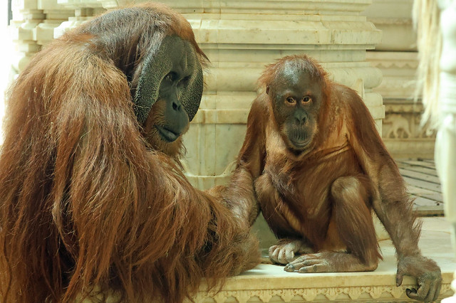 Sumatran orangutan Ujian ans Berani Pairi Daiza ED8A1765