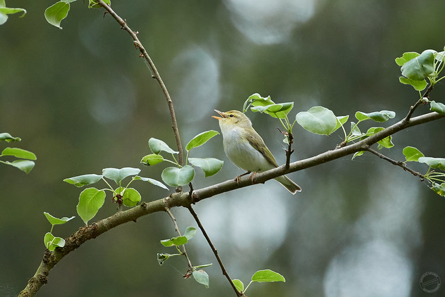 Waldlaubsänger - Wood warbler - Świstunka leśna - Phylloscopus sibilatrix