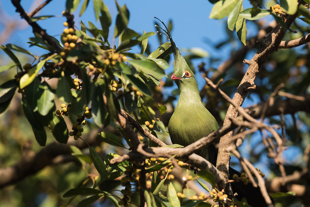 Schalow's turaco (Tauraco schalowi) in a tree with berries